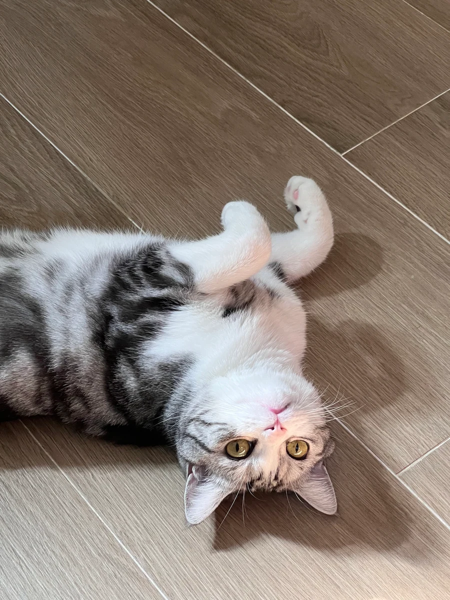 A silver tabby cat lying on its back on a wooden floor