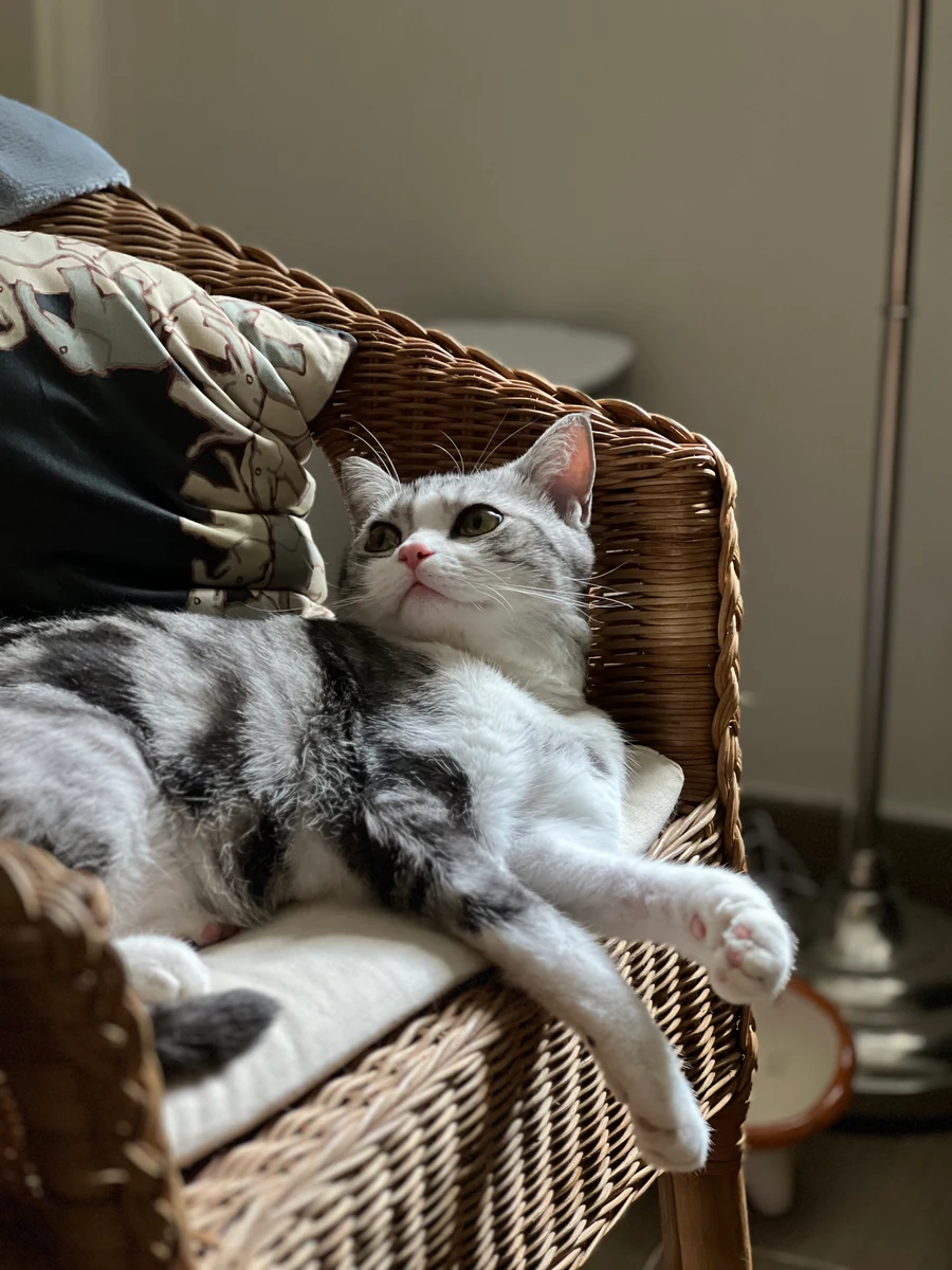 A silver tabby cat resting on a wicker chair